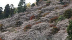 四季桜②