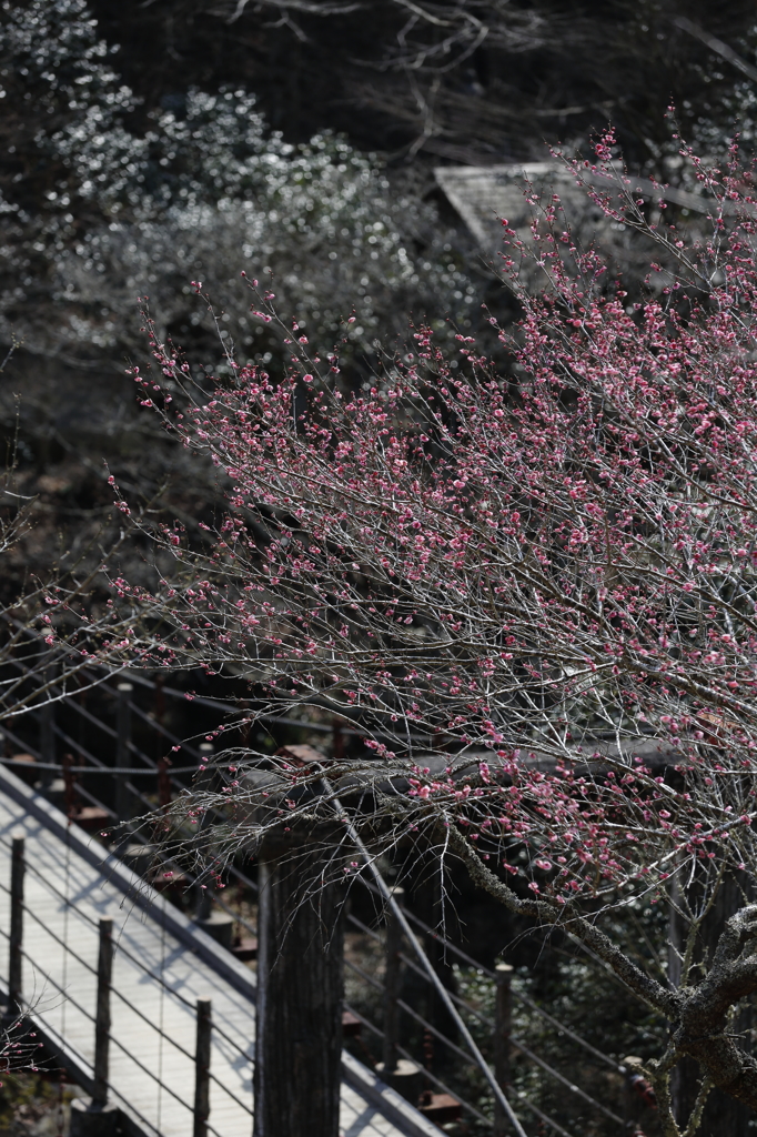 梅と橋