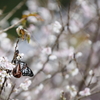 アサギマダラと四季桜