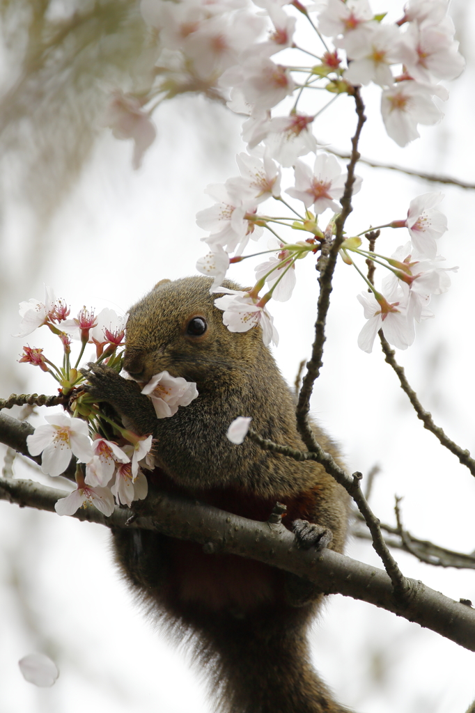 桜リス