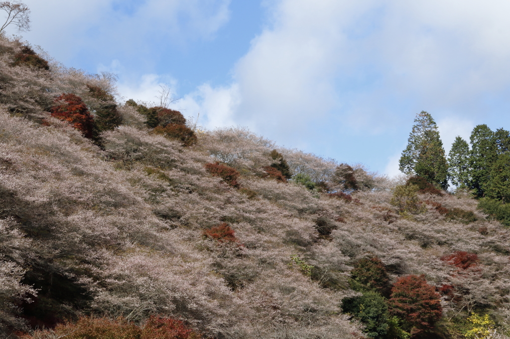 四季桜①