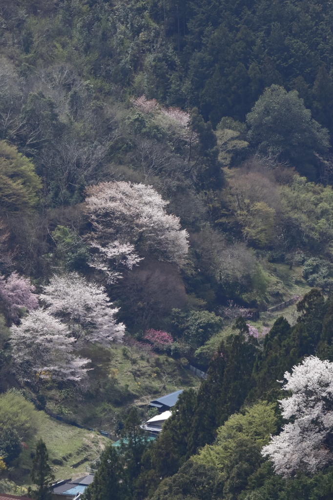 桜２