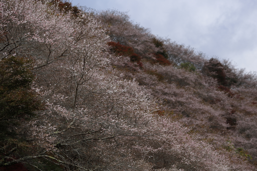 四季桜④
