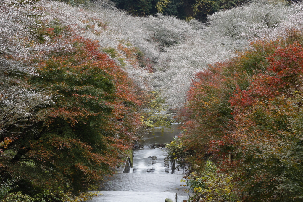 四季桜③