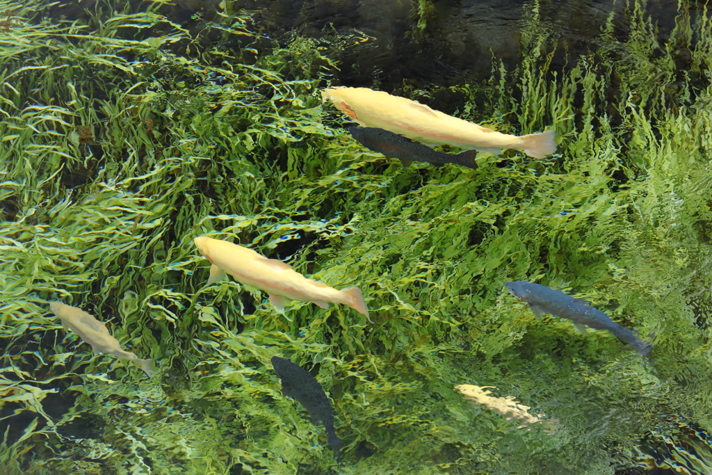 忍野八海
