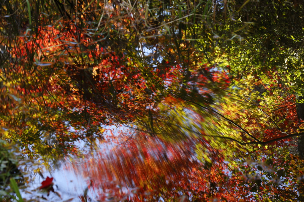 水面紅葉