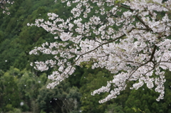 名残り桜