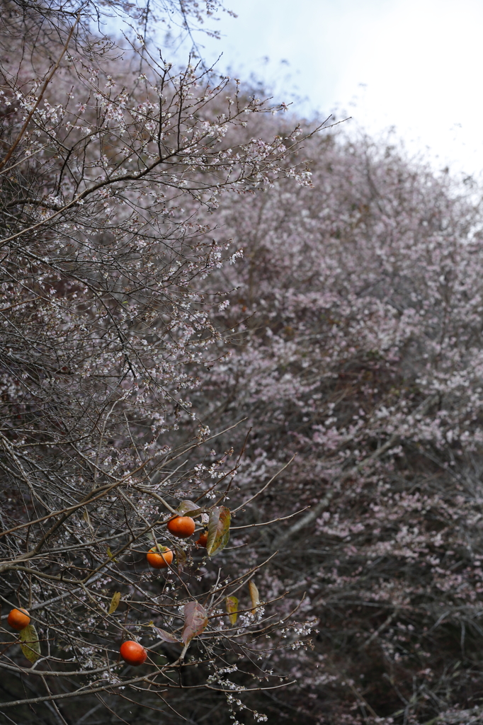 柿＆桜