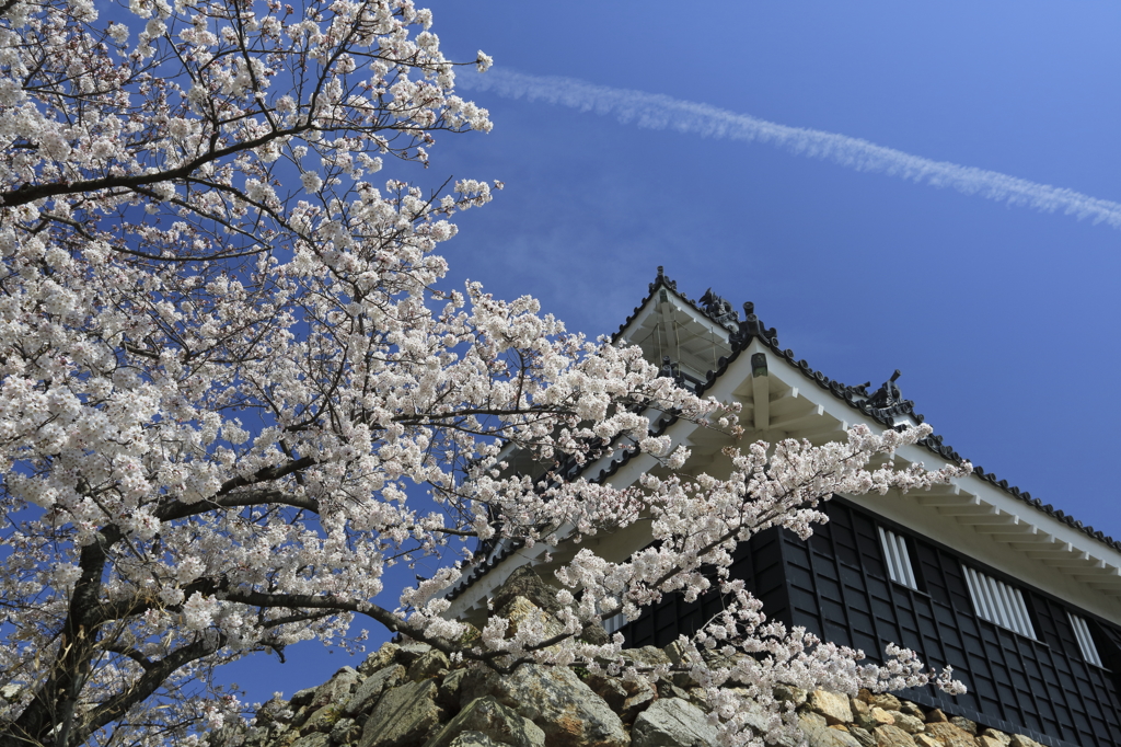 浜松城と桜