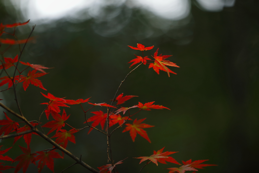 紅葉