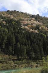 山桜