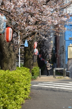 さくらまつり