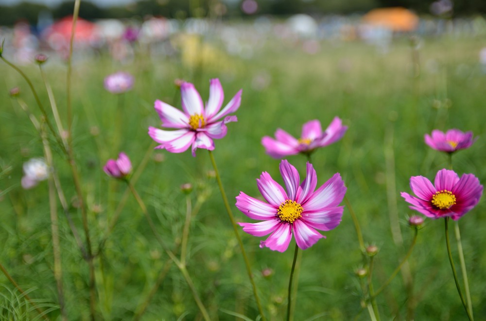 Festival