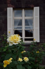 薔薇の見える窓辺