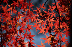 紅葉