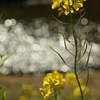桜はまだか？