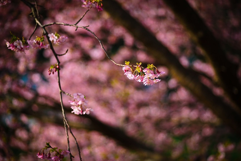 桜色