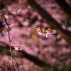 桜色