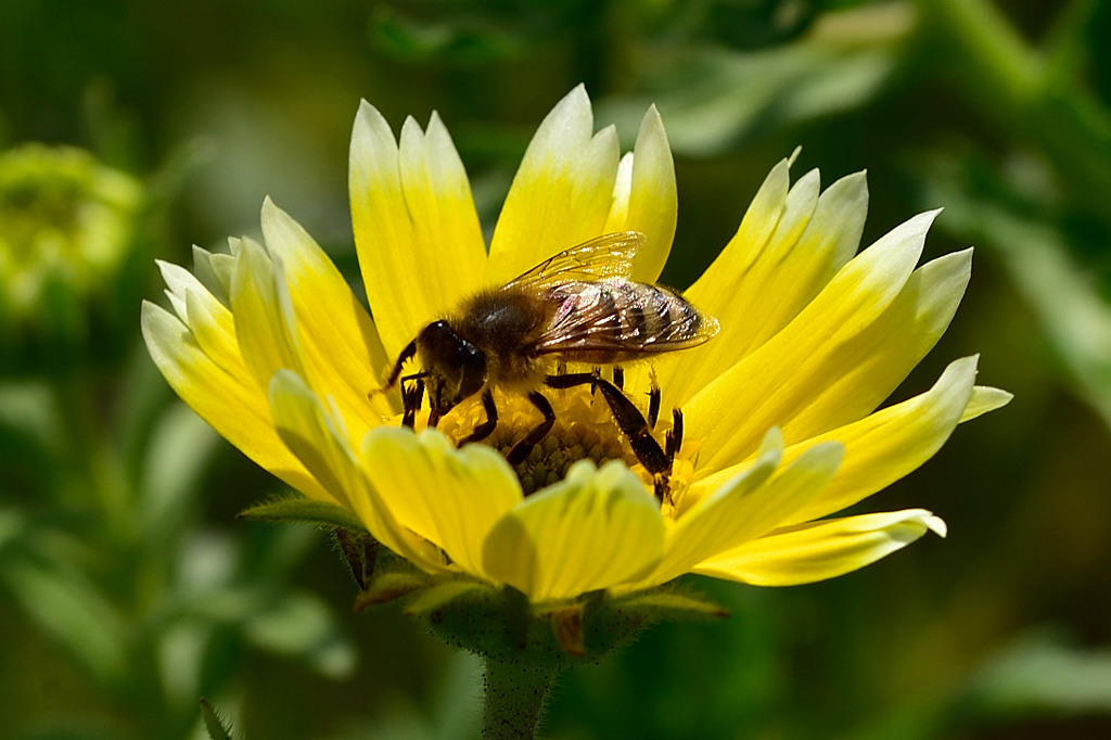 Honey bee~