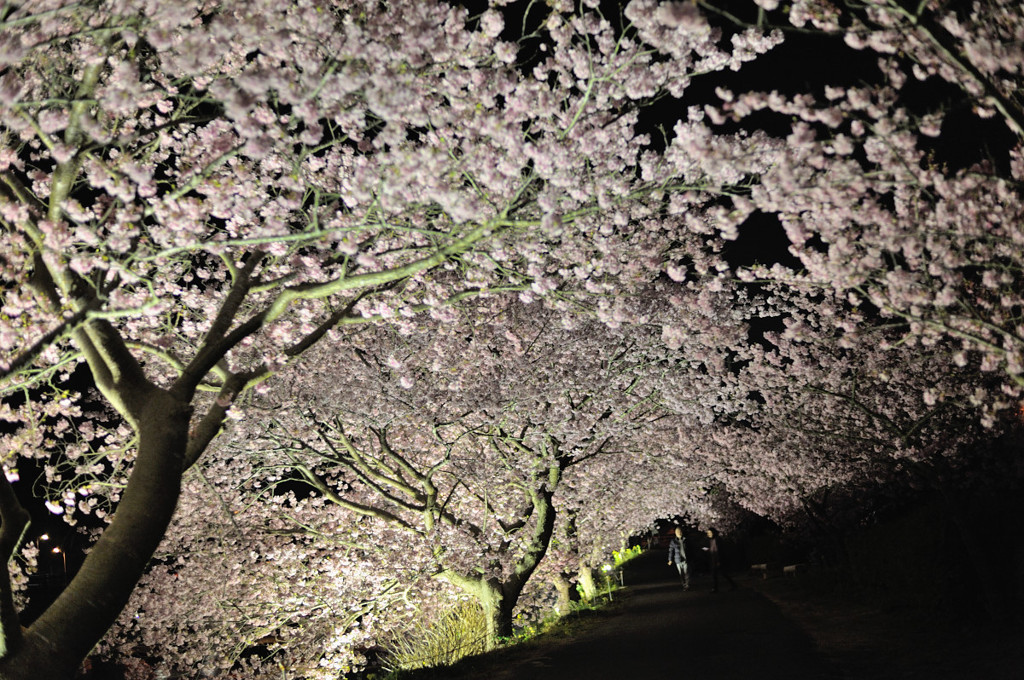 桜模様　Ⅴ　~桜降る夜～