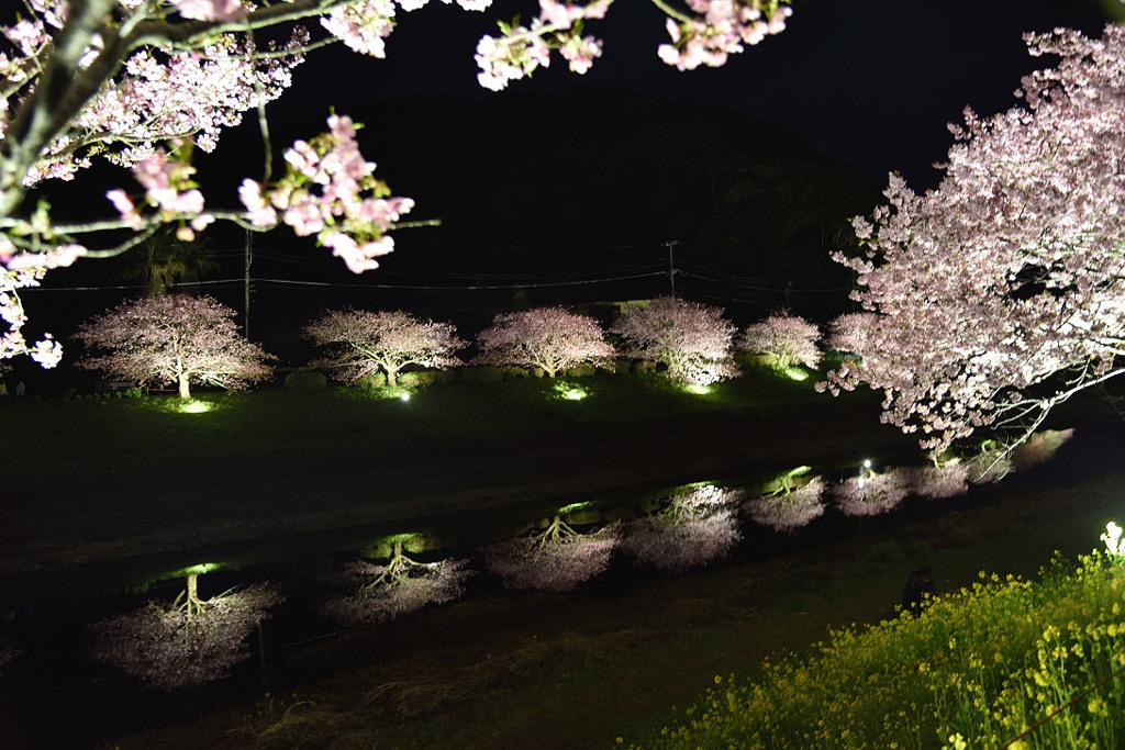 みなみの夜桜景　⑥