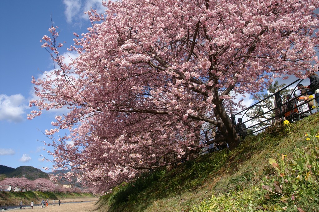 さくら便り　③