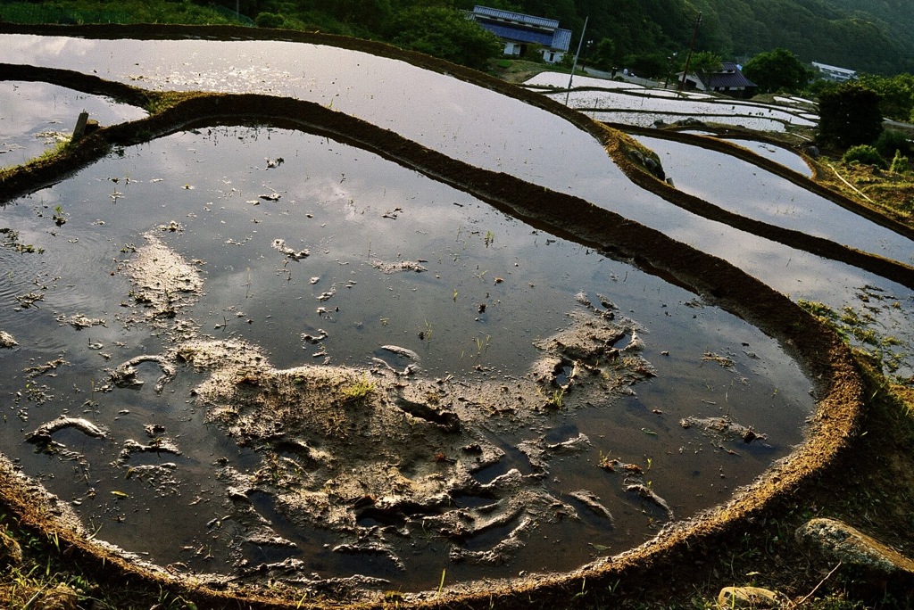 石部の棚田