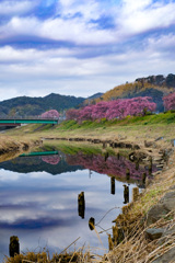 青野川とみなみの桜