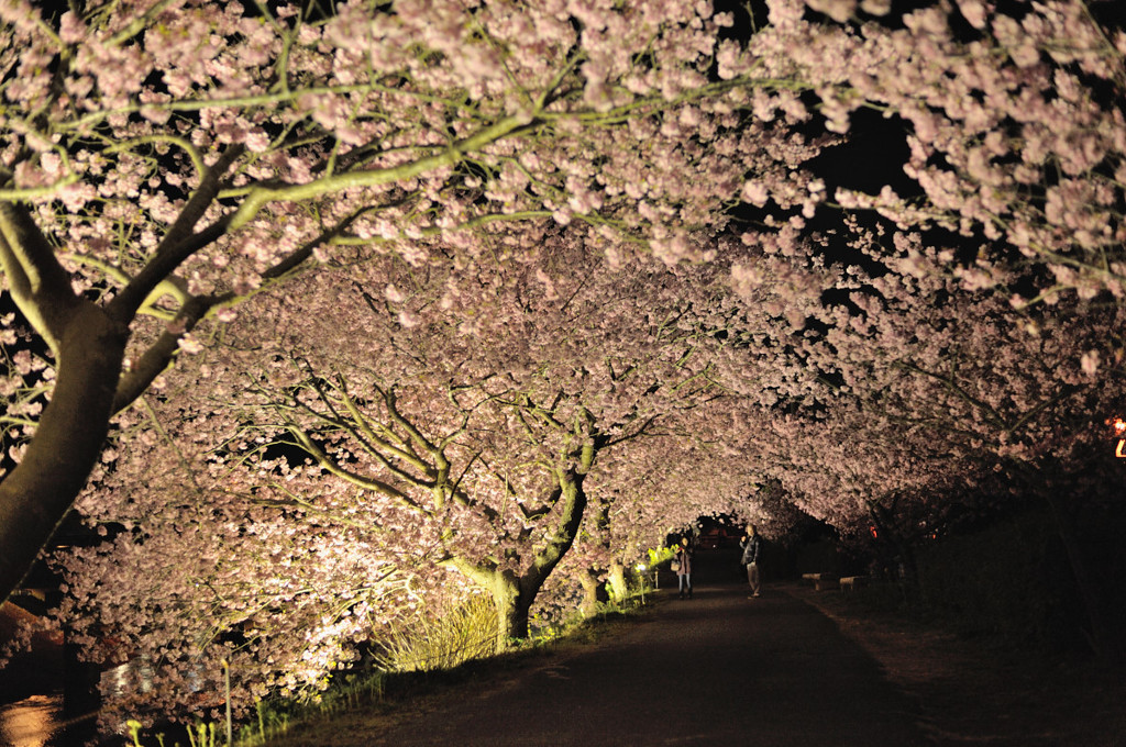 桜模様　Ⅵ　～桜降る夜～