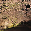 桜模様　Ⅵ　～桜降る夜～