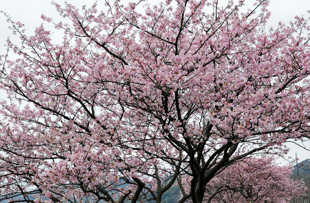 桜模様　Ⅱ