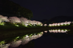 みなみの夜桜景　⑧