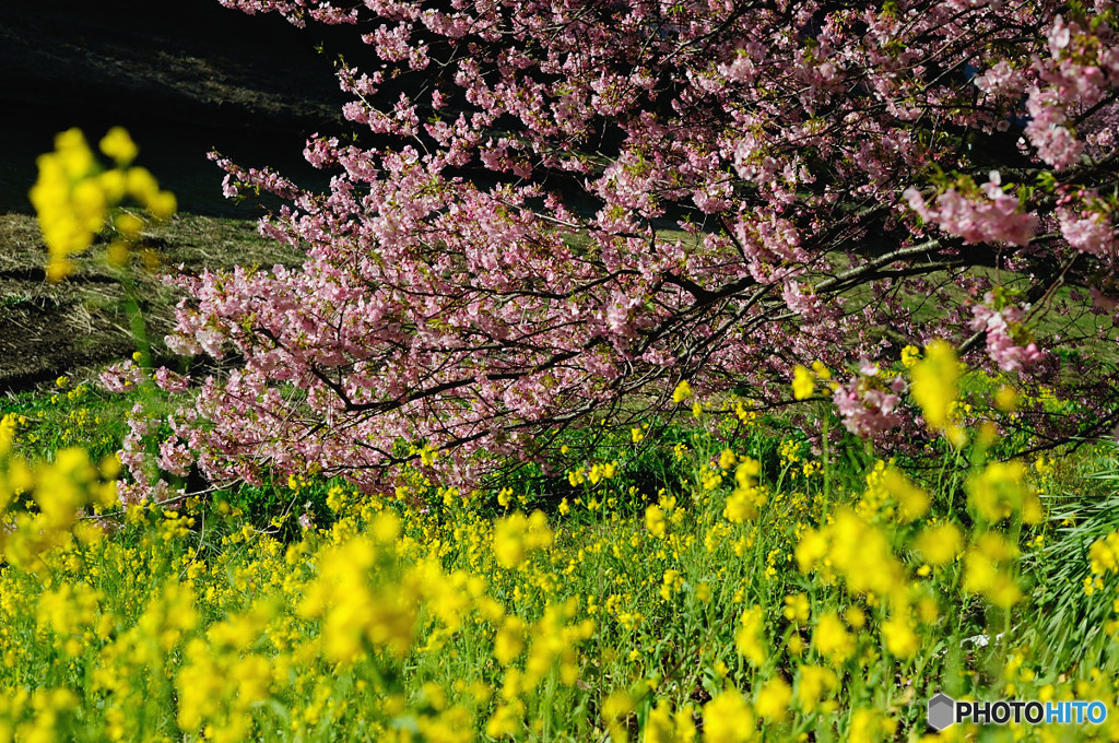 桜模様　Ⅲ
