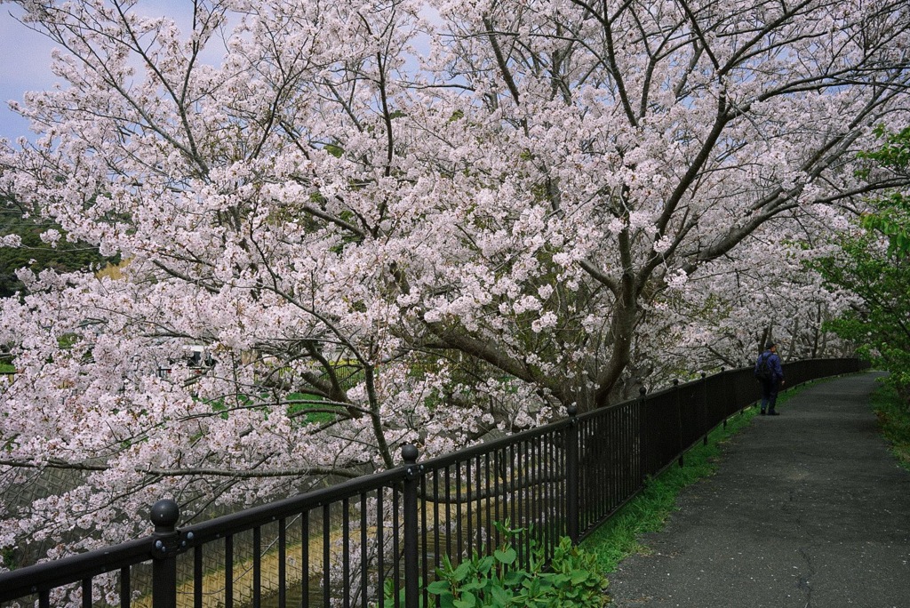 桜みち