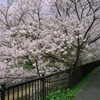 桜みち