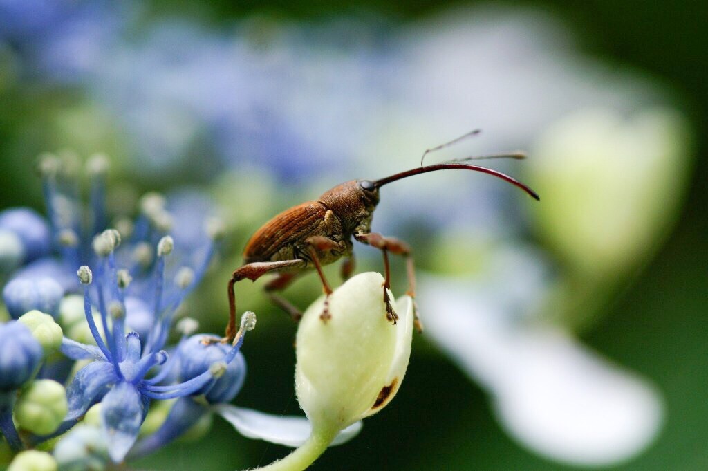 2016 紫陽花 ⑧