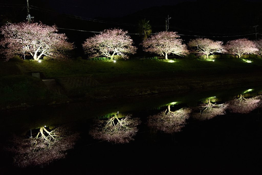 みなみの夜桜景　⑦