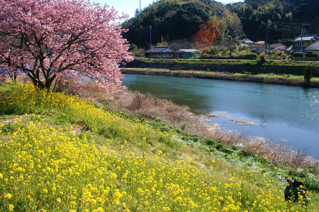 さくら便り　⑤