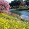 さくら便り　⑤