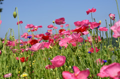 Color