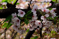 葉桜