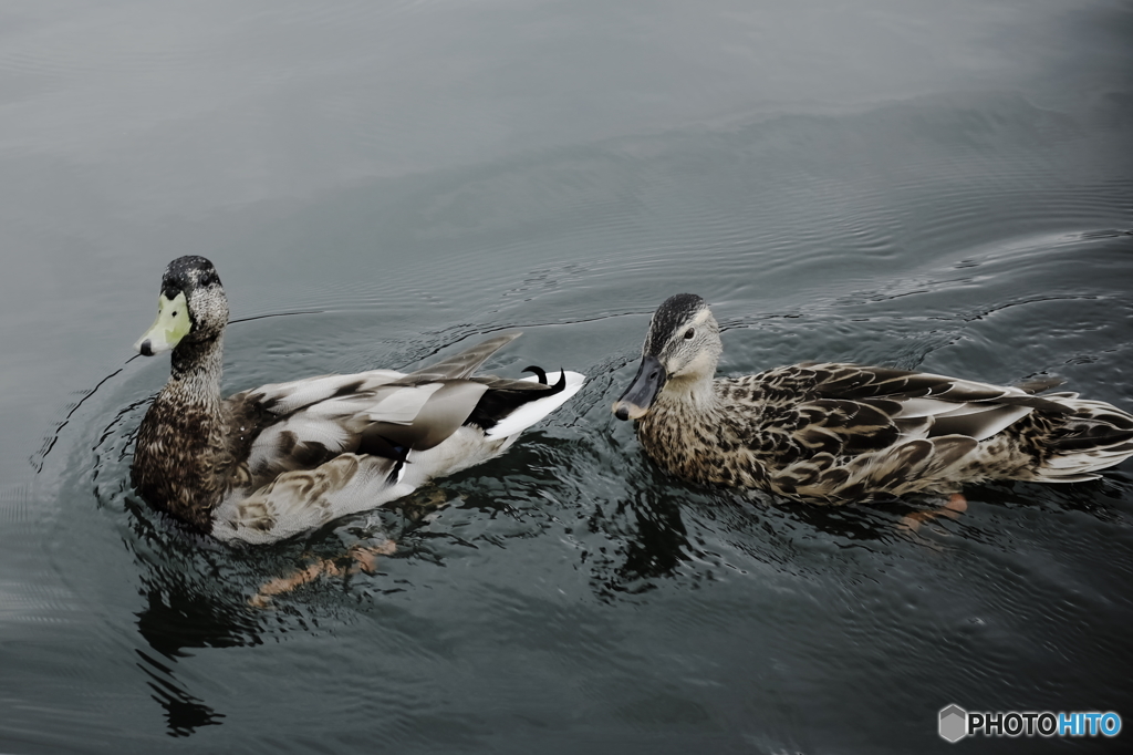 2 Duck