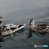 2 Duck