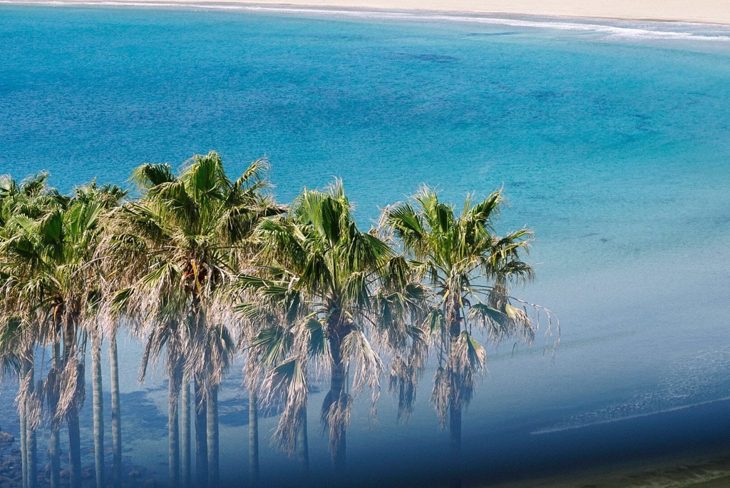 Palm tree