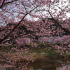 桜富士