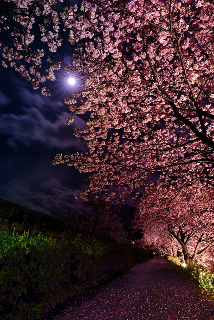 みなみの夜桜