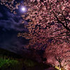 みなみの夜桜