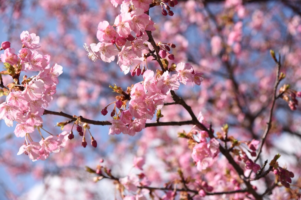 みなみの桜 (河津桜)