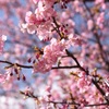 みなみの桜 (河津桜)