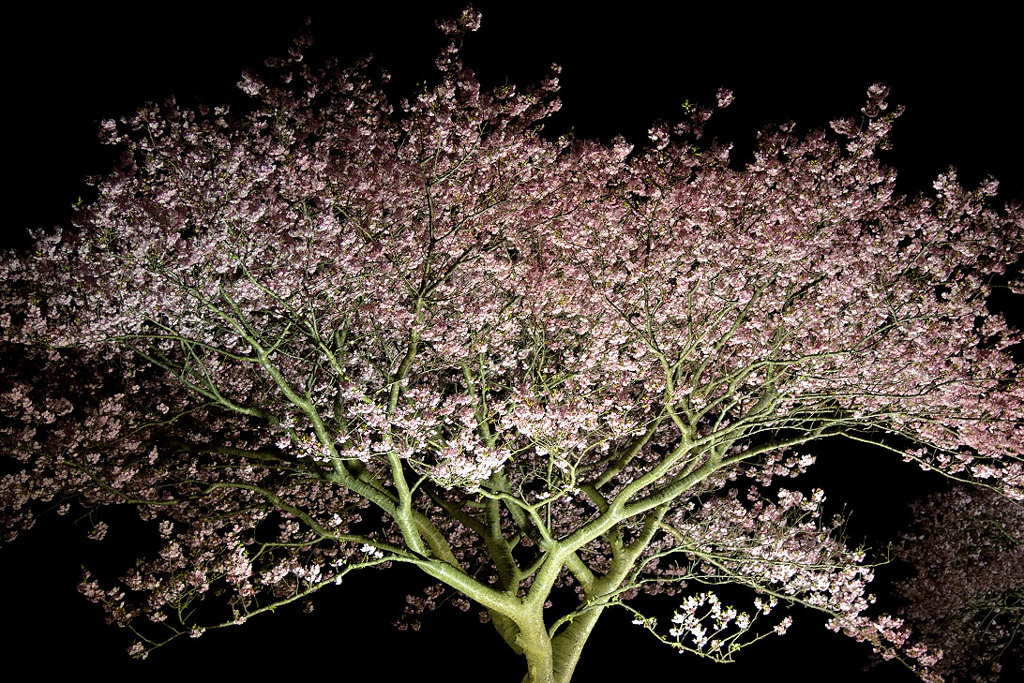 みなみの夜桜　④